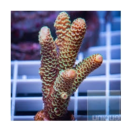coral acropora sphatulata golden pq