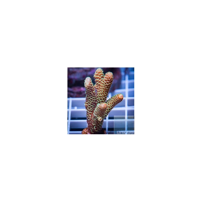 coral acropora sphatulata golden pq