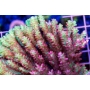 coral acropora strawb shortcake ultra m