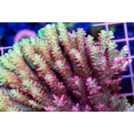 coral acropora strawb shortcake ultra m