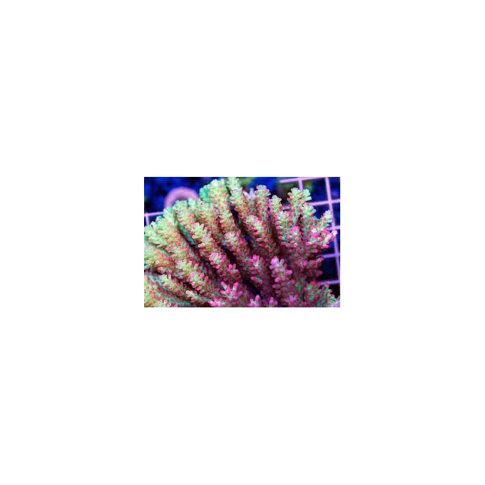 coral acropora strawb shortcake ultra m