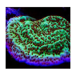 coral montipora jedi trick md