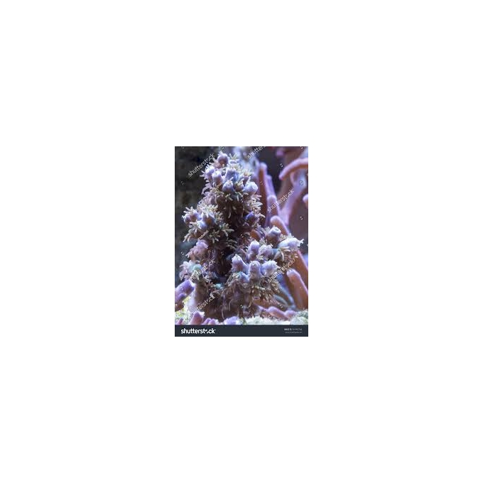 coral acropora fuzzy md