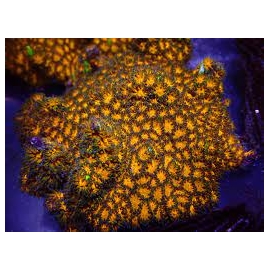 coral leptastrea orange md