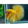 betta amarelo