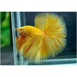 betta amarelo
