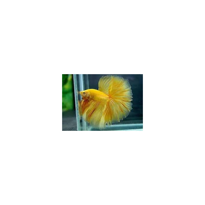 betta amarelo
