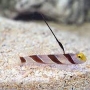 goby antennata yellow