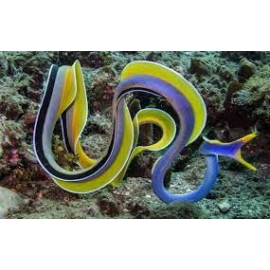 moreia blue ribbon eel