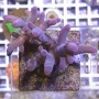 coral acropora caroliniana purple md