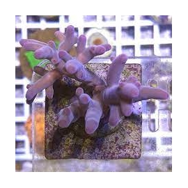 coral acropora caroliniana purple md
