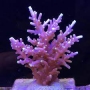 coral acropora red ferrari md