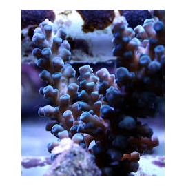 coral acropora gomezi blue md