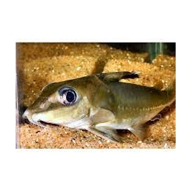 botinho (hassar wilderi)