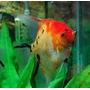 ACARA BANDEIRA KOI RED DEVIL VEU