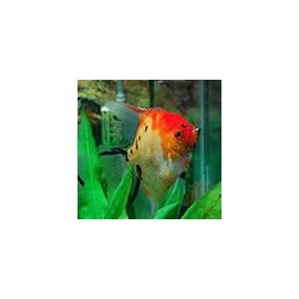 ACARA BANDEIRA KOI RED DEVIL VEU