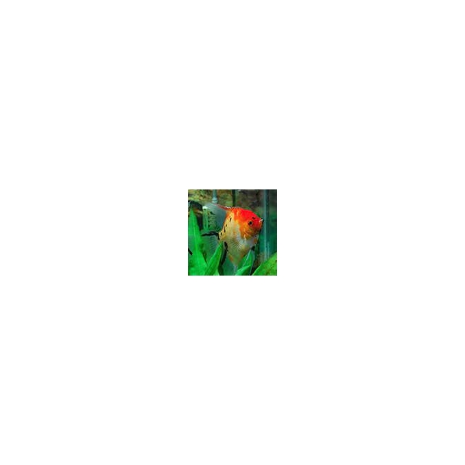 ACARA BANDEIRA KOI RED DEVIL PQ