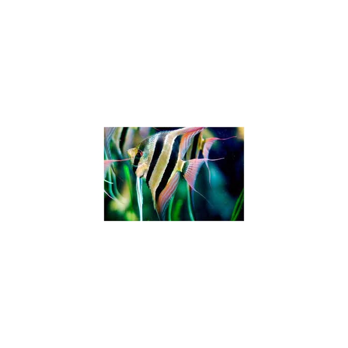 ACARA BANDEIRA ALTUM MD