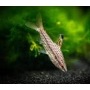 CHILODUS