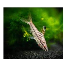 CHILODUS