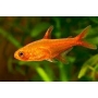TETRA FOGUINHO AMANDAE