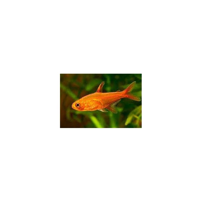 TETRA FOGUINHO AMANDAE