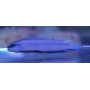 PSEUDOCHROMIS INDIGO