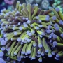 Coral Torch Gold stem 2 Bocas