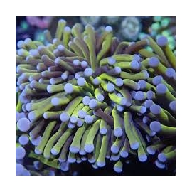 Coral Torch Gold stem 2 Bocas