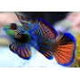 GOBY MANDARIN RED GREEN GR