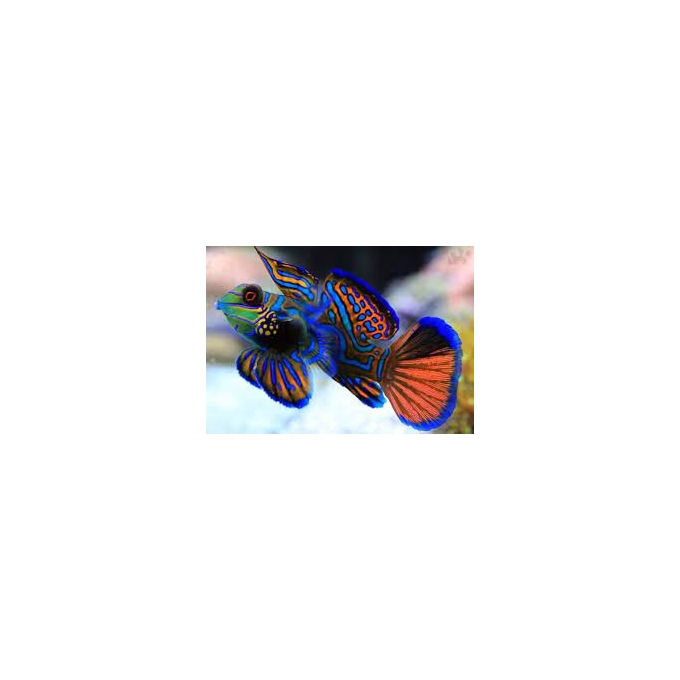 GOBY MANDARIN RED GREEN GR