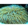 coral plate green md