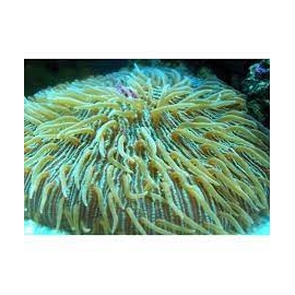 coral plate green md