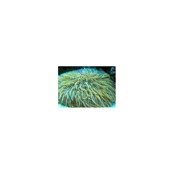 coral plate green md