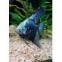 ACARA BANDEIRA LEOPARDO AZUL gr