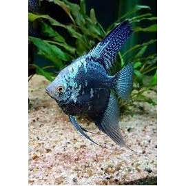 ACARA BANDEIRA LEOPARDO AZUL gr