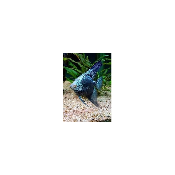 ACARA BANDEIRA LEOPARDO AZUL gr