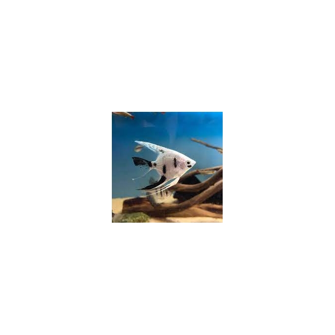 ACARA BANDEIRA DALMATA GR