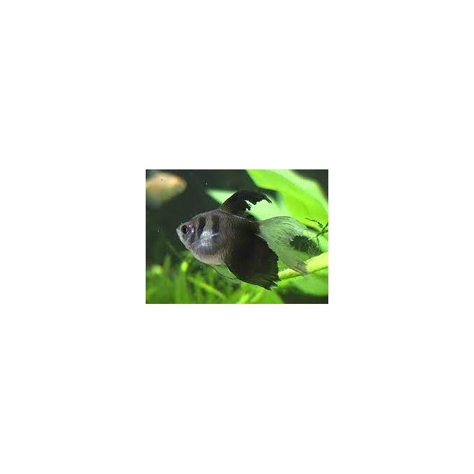TETRA PRETO VEU