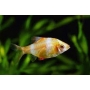 BARBUS SUMATRA ALBINO