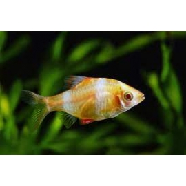 BARBUS SUMATRA ALBINO