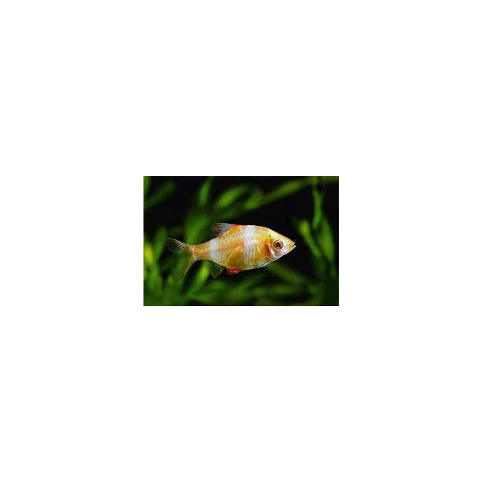 BARBUS SUMATRA ALBINO