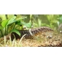 moreia banded eel