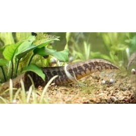 moreia banded eel