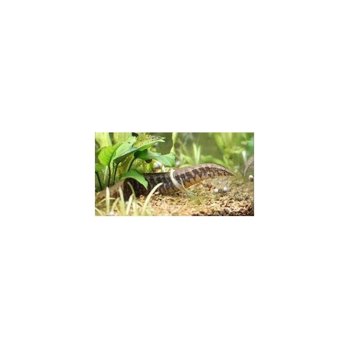 moreia banded eel