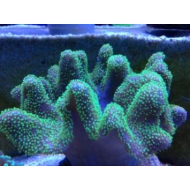 Coral Leather Devil branch Gr