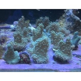 coral leather devil green md