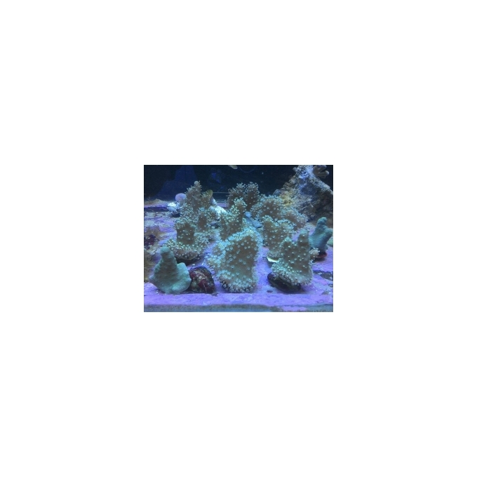 coral leather devil green md