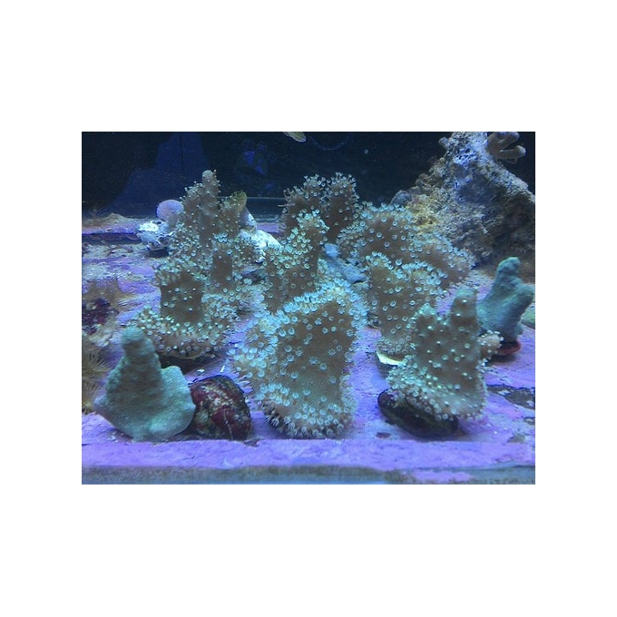 Coral Leather Devil branch Peq