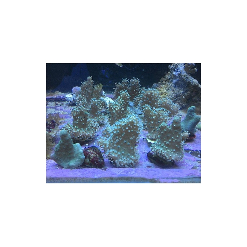 Coral Leather Devil branch Peq - 3131